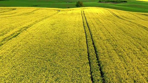 Golden Rapeseed Fields Stretching Toward the Horizon Under Summer Sun
