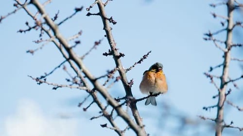 Small Bird Perched on Bare Branch in Winter