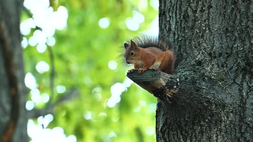 Squirrel Resting on a Tree Branch in a Vibrant Green Forest Environment