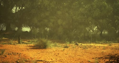 Animated Dusty Nature Environment with Trees and Haze