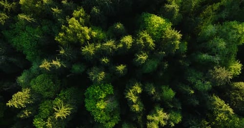 Top Down View of the Coniferous Forest Camera Rises and Spins