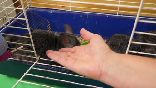 69. People care for and play with chinchillas.
