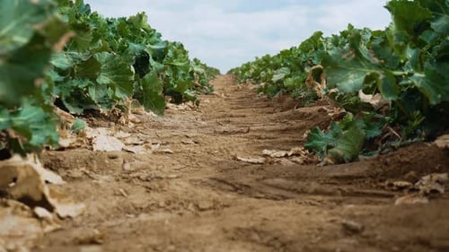 Plant for Green Energy and Oil Industry Rape Seed in Spring