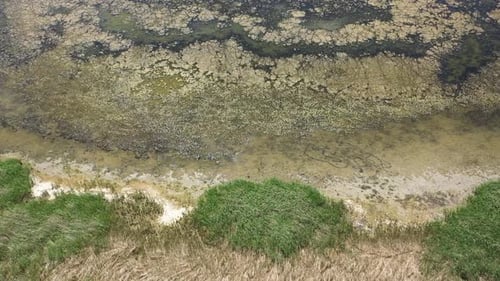 Vue aérienne du lac et des roseaux moussus et pollués