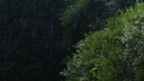 An einem Sommerabend traf ein heftiger Regenguss das Gartengrundstück