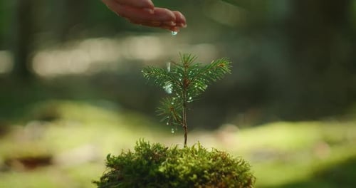 Gouttes d'eau tombant de la main sur un jeune sapin en forêt avec la lumière du soleil