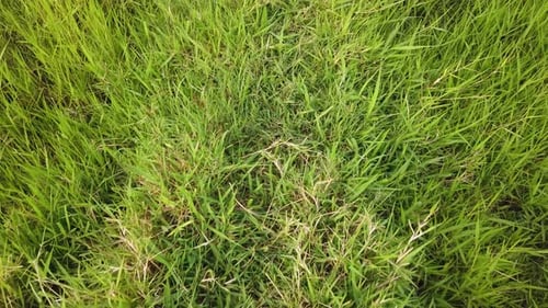 POV geht tagsüber im Gras
