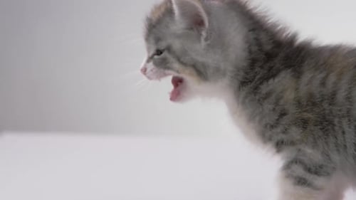 Close Up of an Adorable Gray Kitten Walking