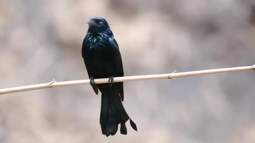 The Hair-crested Drongo or is a bird in Asia from the family Dicruridae which was conspecific with D