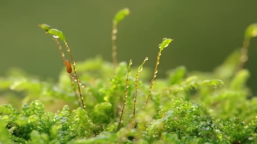Close-up sunbeam on a moss floor