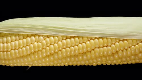 A fresh corn cob with leaves rotating on a black background, close-up.