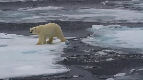 Polar bear Jump between ice flows, Arctic Ocean, Svalbard