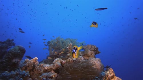 Underwater Clownfish and Sea Anemones