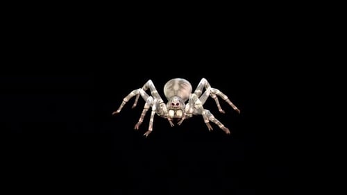 Spider Idle