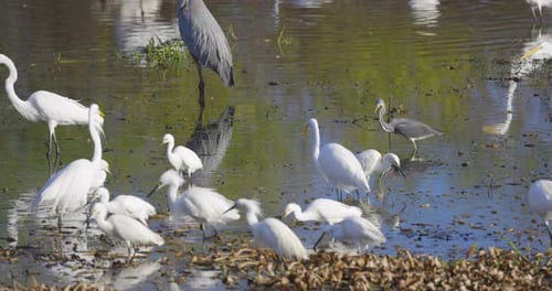 Many White Birds Foraging in Shallows of Tropical Marsh
