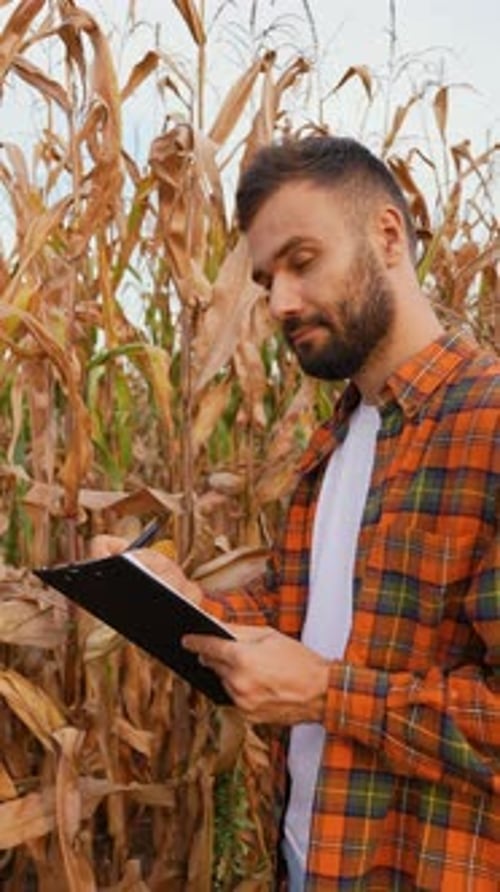 Farmer Recording Corn Harvest Data in a Field