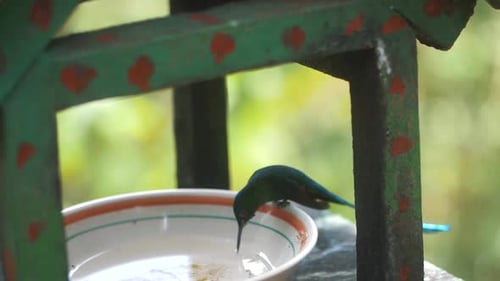 beautiful long-tailed Hummingbird feeding from a plate with sugar water