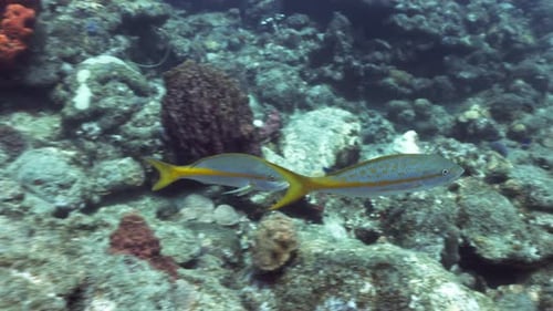 2 Yellowtail snappers swimming together close to the reef looking for food. Shot in 4K on a Canon R5