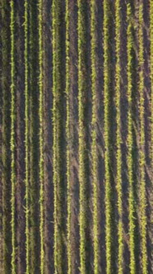 Aerial View of Vineyards Field Plantation on Sunset Cinematic Drone Aerial View on Green Highland