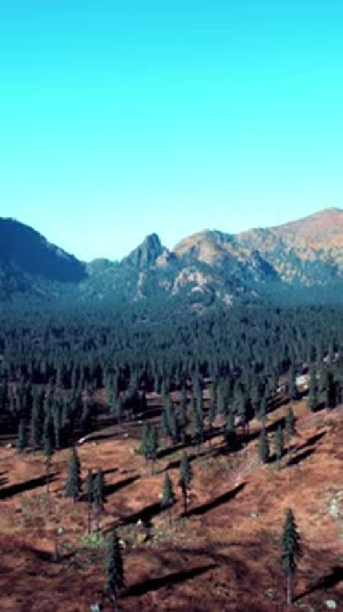 Spruce and Pine Trees and Mountains of Colorado