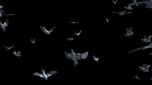 Animated Flock of Dark Birds Flying on Alpha Channel
