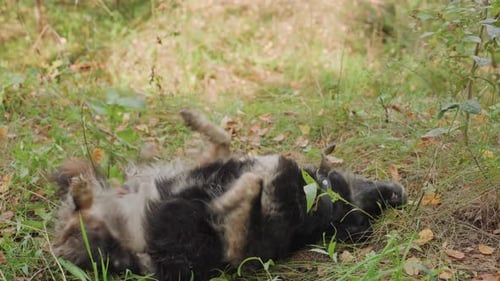 Schwarzer Hund beim Auskundschaften entlang des Waldweges Aufmerksame Haltung mit erhobener Nase, fokussiertes Schnüffeln, vorsichtig