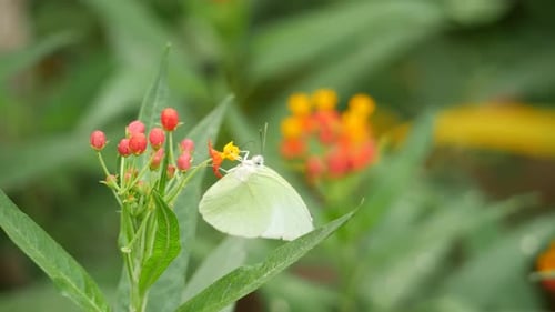 A white butterfly flies over flowers, lands on a flower and a leaf in close-up shots