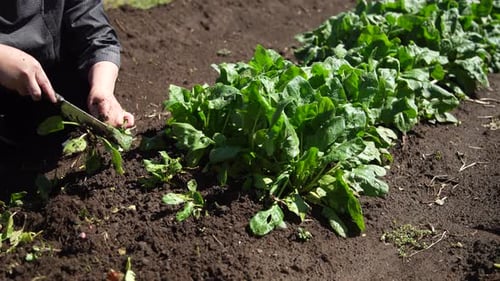 A woman harvesting spinach
