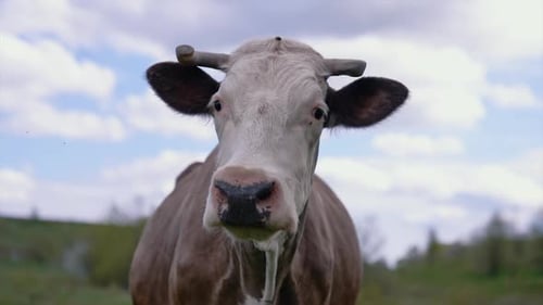 Attraktive Kuh blickt in die Kamera. Nahaufnahme einer Kuh, die auf dem Feld weidet.