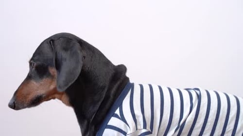 Dachshund Dog Looking Around Wearing Striped T-Shirt
