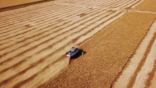 Aerial Drone View Combine Harvesters Working in Soybean Field on Sunset Harvesting Machine Driver