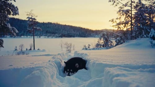 Husky Puppy Exploring Winter Landscape at Sunset