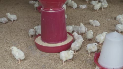 There are baby chickens in the poultry farm.