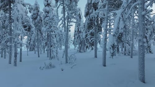 Aerial view of snow covered trees in Lapland, Finland.