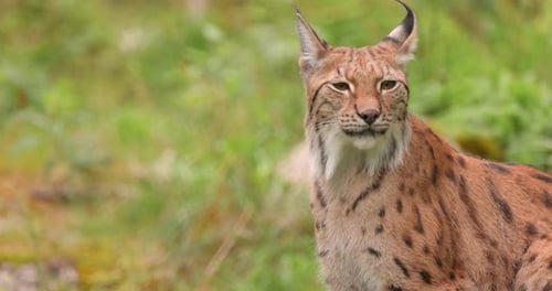 The Eurasian lynx (Lynx lynx) in the forest.