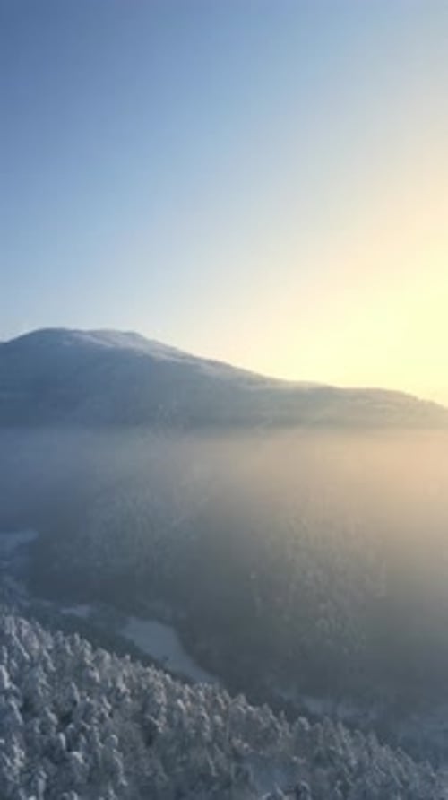 Forêt d'hiver verticale 2K