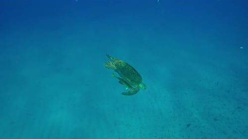 Sea Turtle slowly swims down to sand seabed, Slow motion
