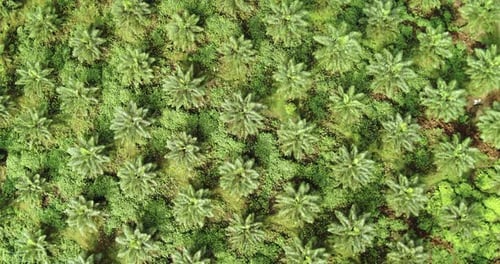 Aerial view top shot of oil palm plantation