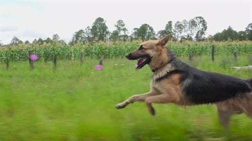 German Shepherd dog pet running along the side of the road in countryside sunny spring day outdoors