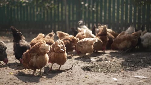 Free Range Chickens Peacefully Foraging in a Lush Natural Environment with Freedom