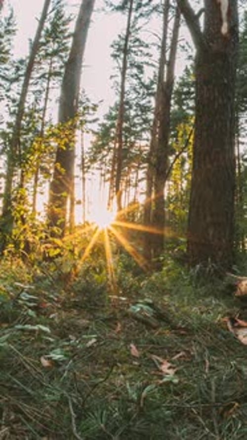 Sunlight Shining Through Forest Trees at Sunset
