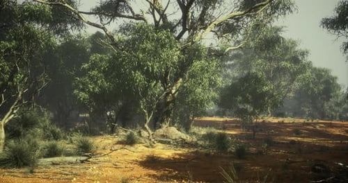Misty Australian Bushland Landscape Panning Animation