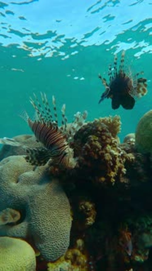 Deux poissons-lions rouges nagent au-dessus d'un magnifique récif de corail sous les rayons du soleil matinal