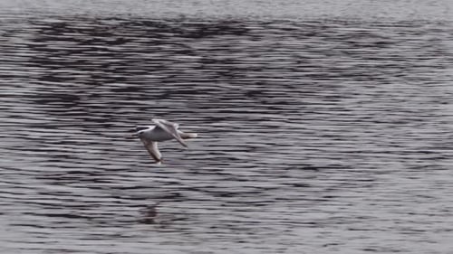 Seagull Flying Over Sea Surface with Ripples and Reflections. Beauty in Nature