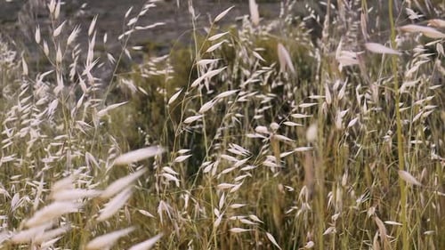 Wild Grasses Swaying Gently in the Wind