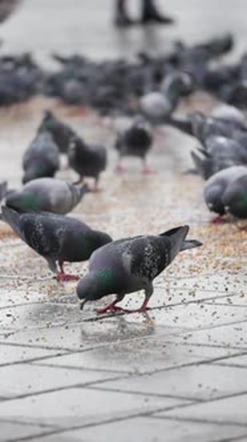 Pigeons Pecking Food in Urban Area