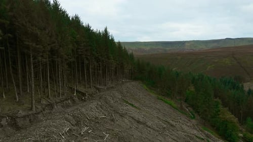Clearing Forest Along Steep Slope Revealing Damaged Ground Logging Removing Dense Trees Exposing