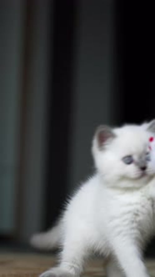 Cute White Kitten Playing With Toy Mouse