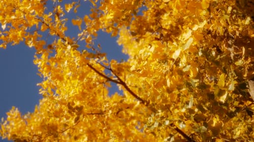 Golden Autumn Leaves Against a Vibrant Blue Sky