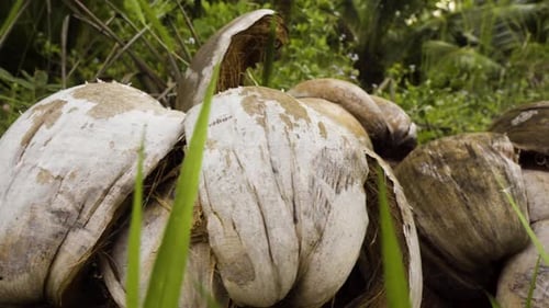 Nahaufnahme von geknackten Kokosnüssen draußen in der Natur. Glatter Schieberegler von rechts nach links